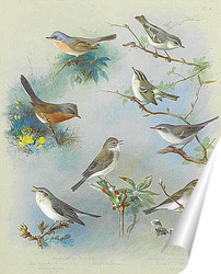   Постер Певчая птица и Крапивники