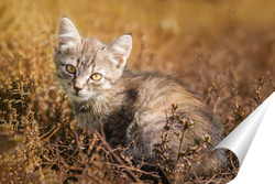  Gray striped cat walks on a leash on green grass outdoors..