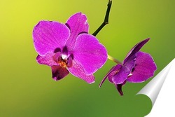  белые орхидеи