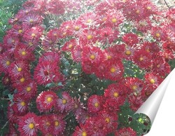   Постер Хризантемы зацвели