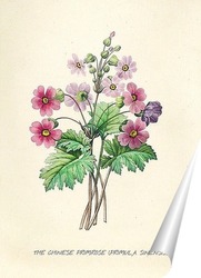   Постер Примула