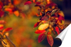   Постер Осенние листья