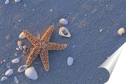  starfish050