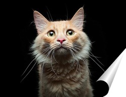   Постер Портрет дворового кота