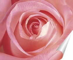  Роза – царица цветов