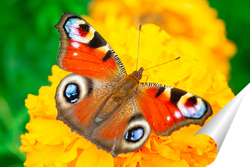  Butterfly on blossom flower in green nature.