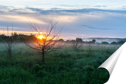   Постер Field and forest at sunset. Tree silhouettes close-up. Evening fog, twilight sky, moonlight. Dark spring landscape. Pastoral rural scene. Nature, seasons, ecology, weather. Panoramic view, copy space