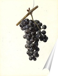   Постер Виноград