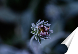   Постер Иней на цветке 