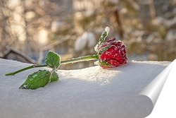   Постер Роза на снегу