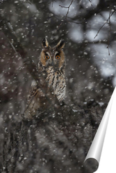  Owl in winter forest on stump. Pygmy small bird via snowfall. Small owl in natural habitat. Glaucidium passerinum