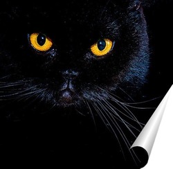   Постер Черный кот