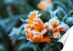   Постер иней на цветах