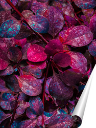   Постер Ветка с лиловыми листочками