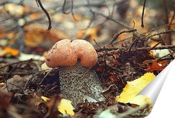  Лесной гриб с ягодами костяники