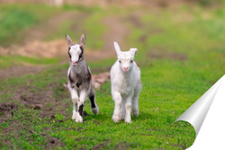   Постер White goat in the garden eats young succulent grass, breeding goats	