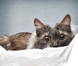   Постер портрет удивленного кота