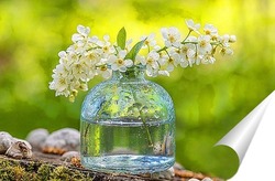   Постер Черёмуха в вазе