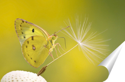   Постер Бабочка на семени одуванчика