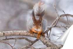   Постер Red squirrel sitting on a tree branch in winter forest and nibbling seeds on snow covered trees background.