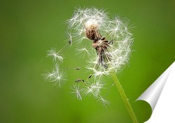  Постер Одуванчик с разлетающимеся на ветру семенами