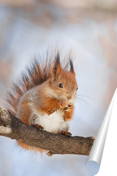   Постер Cute young squirrel on tree with held out paw against blurred winter forest in background.	