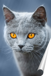  Gray striped cat walks on a leash on green grass outdoors..