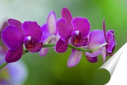  белая орхидея