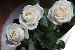  Постер белые розы