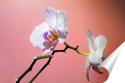  орхидея  