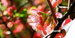  Праздник цветения сакуры
