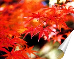  Япония. Сезон Красных кленов