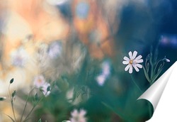   Постер нежный белый цветок на весеннем лугу