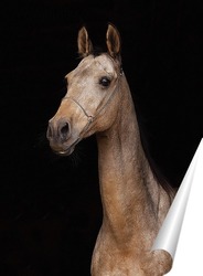   Постер Ахалтекинская лошадь