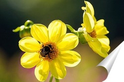  Beautiful landscape with sunflower field over blue sky. Nature concept..	