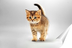  beautiful young British cat with blue eyes on a white background