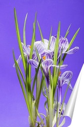   Постер Куст крокуса весеннего (шафрана) на фиолетовом фоне