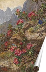   Постер Альпийские цветы