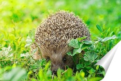  hedgehog on the grass.