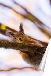  Red squirrel sitting on a tree branch in winter forest and nibbling seeds on snow covered trees background.