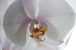  Орхидея  на бамбуке