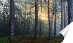  Весенние березки