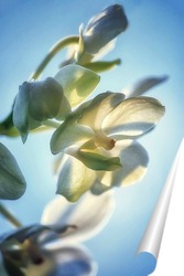   Постер Орхидея ванда