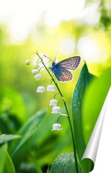  Красивая белая бабочка сидит на синем цветке в солнечный летний день