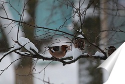  Укутал нашу елочку