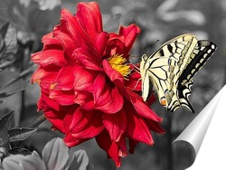   Постер Желтая бабочка на красном цветке
