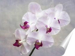  Орхидеи коллаж