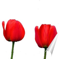   Постер Пара тюльпанов