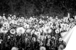  Капли на листке