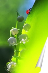  красивая маленькая божья коровка ползет по весеннему лугу с нежными белыми цветами и сочной зеленой травой